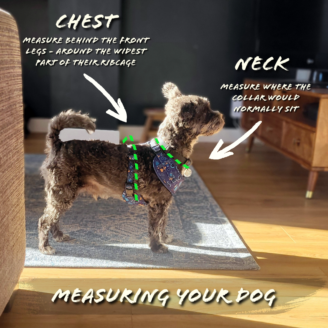 Close to the Bone - Rosado Dog / Puppy Harness, Lead, Collar Set