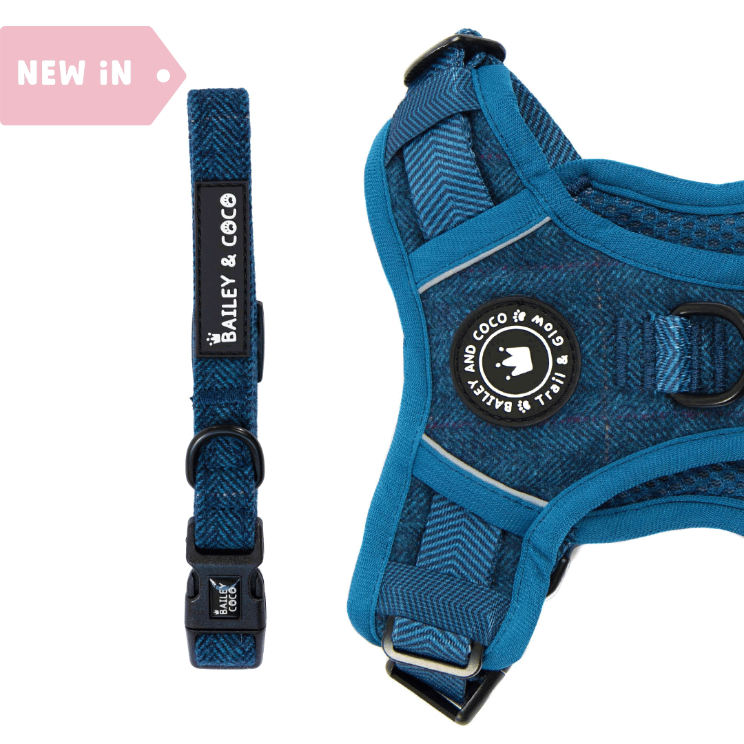 Bailey and Coco - Adjustable Collar - Sapphire Tweed