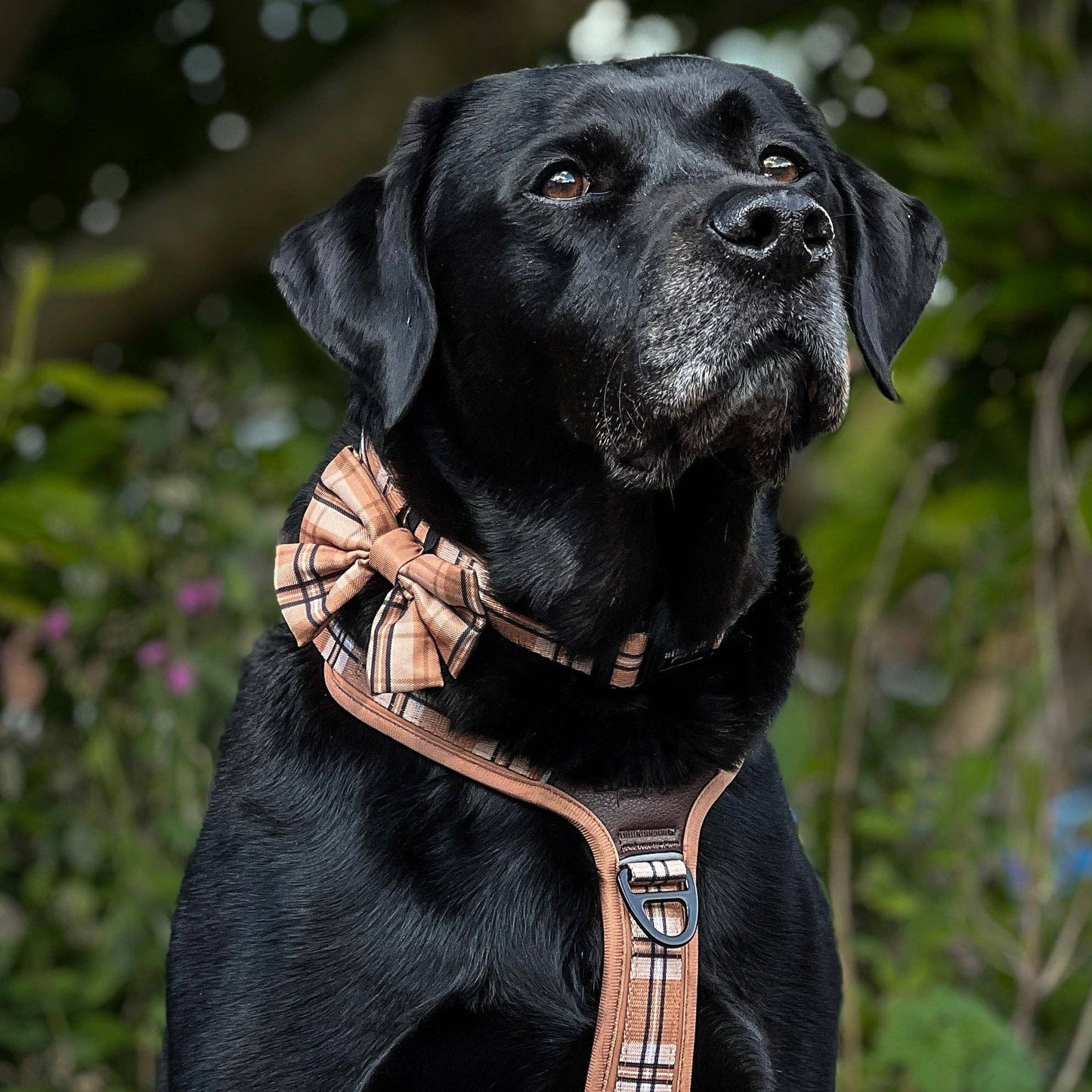 The aDoraBle Pooch Company - Dog Sailor Bow Tie - Heritage Butterscotch Biscuit