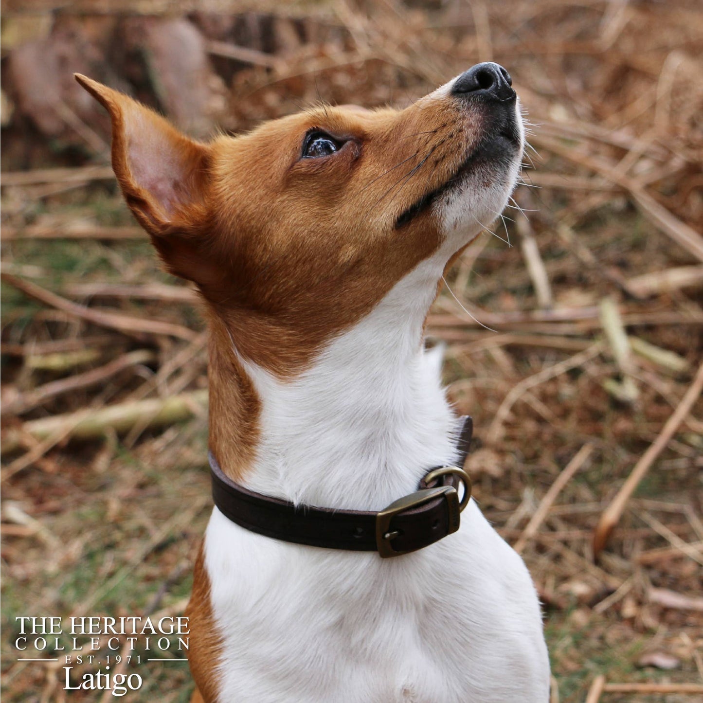 Ancol Pet Products Ltd - Latigo Leather Collar Havana