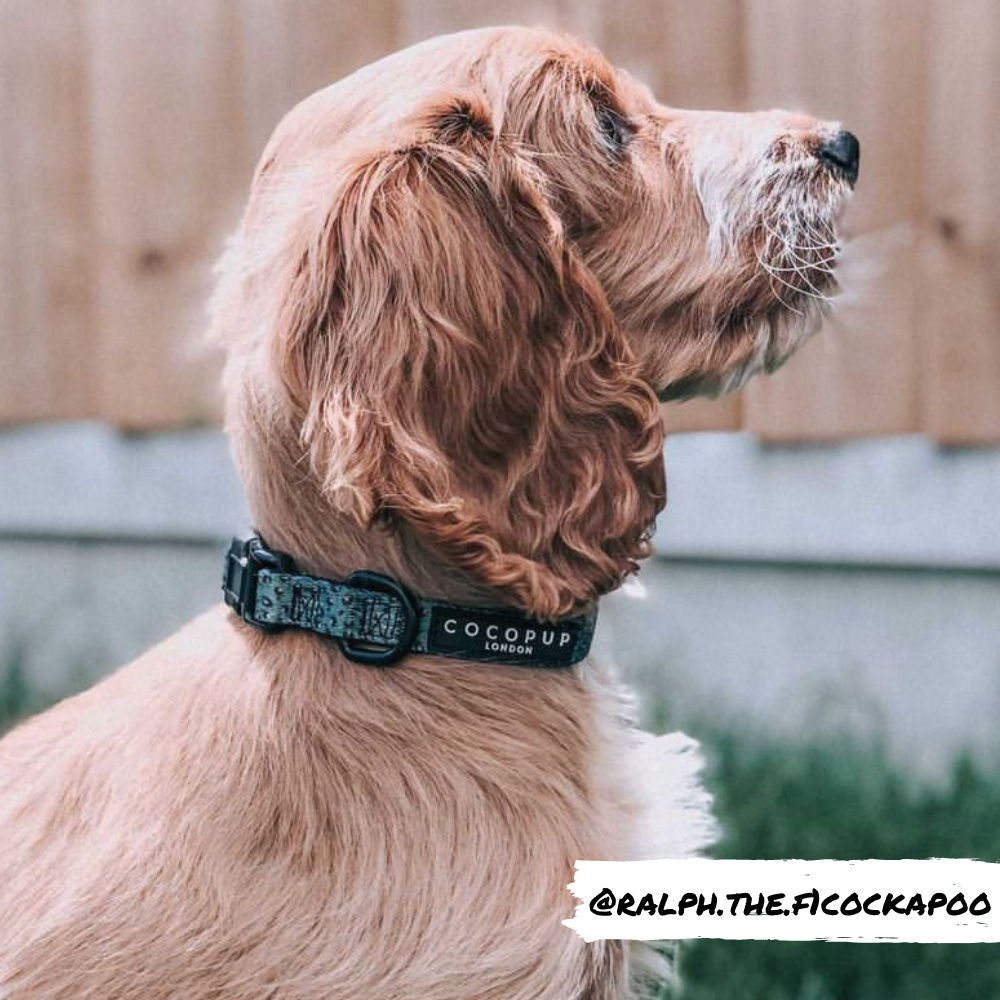 Cocopup London - Khaki Leopard Collar