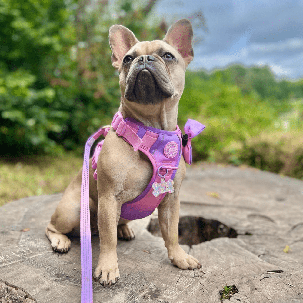 Bailey and Coco - Trail & Glow Dog Harness - COLOUR DROPS® - Love that for you