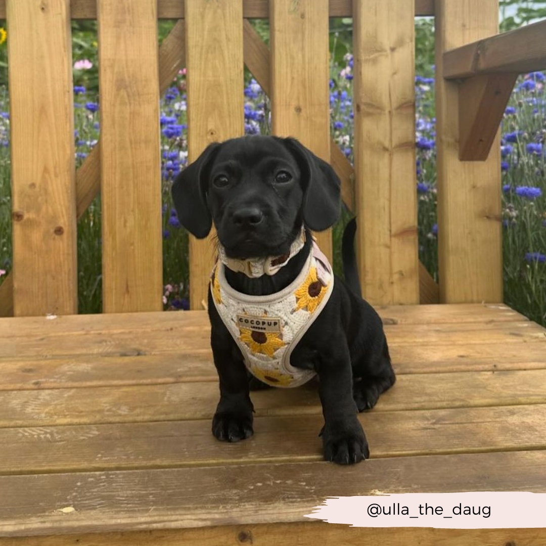 Cocopup London - Sunflower Patch Adjustable Neck Harness