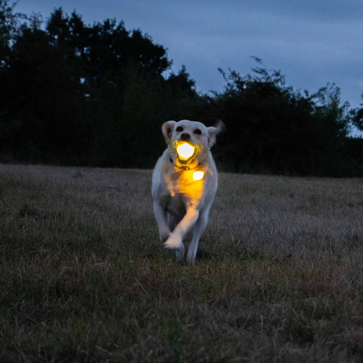 Ancol Pet Products Ltd - Rechargeable LED Dog Ball