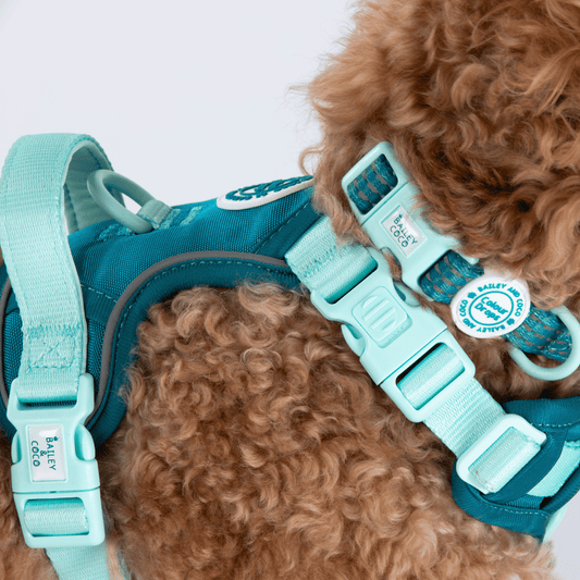 Bailey and Coco - Trail & Glow® Adjustable Collar - COLOUR DROPS® - Ice Teal