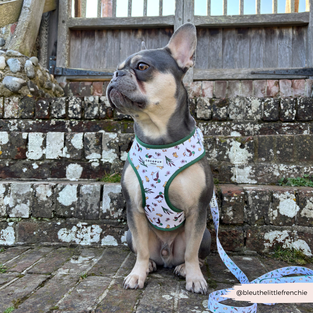 Cocopup London - Puddle Pup Lead