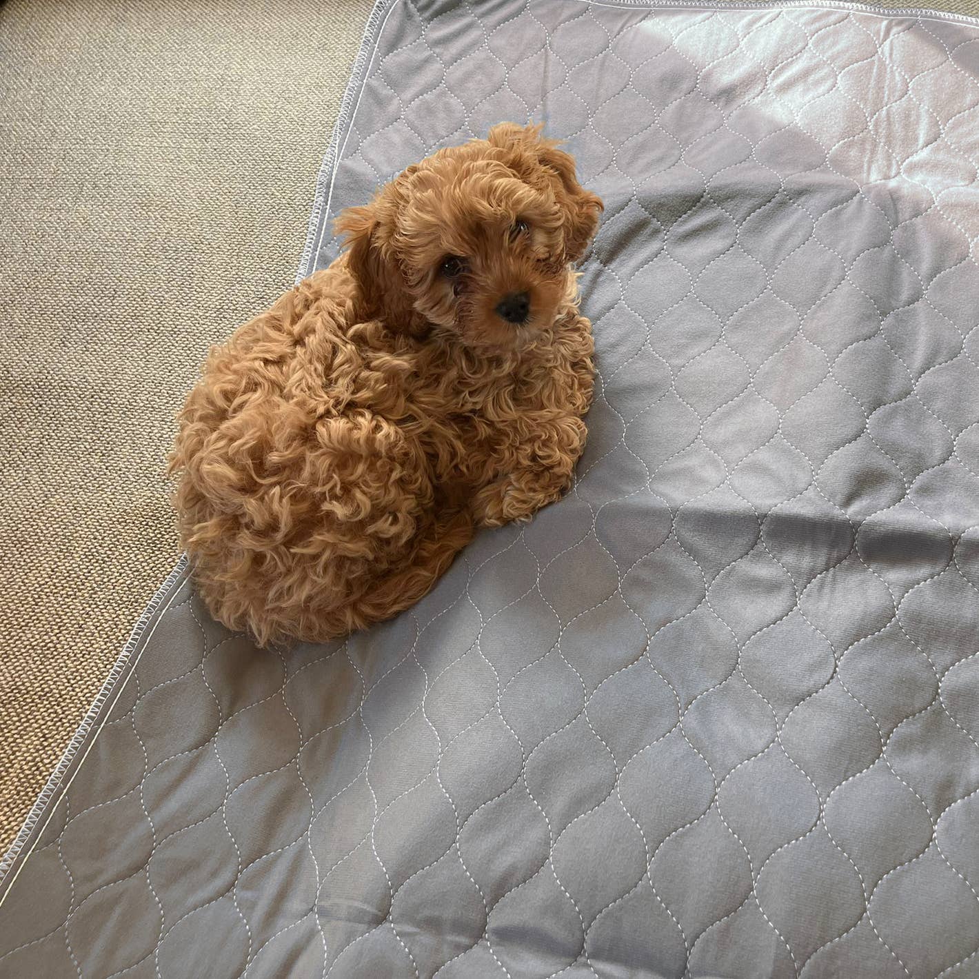 Pet Wiz - Two Pack of Reusable, Washable, Pet Pads in Grey