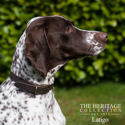 Ancol Pet Products Ltd - Latigo Leather Collar Havana