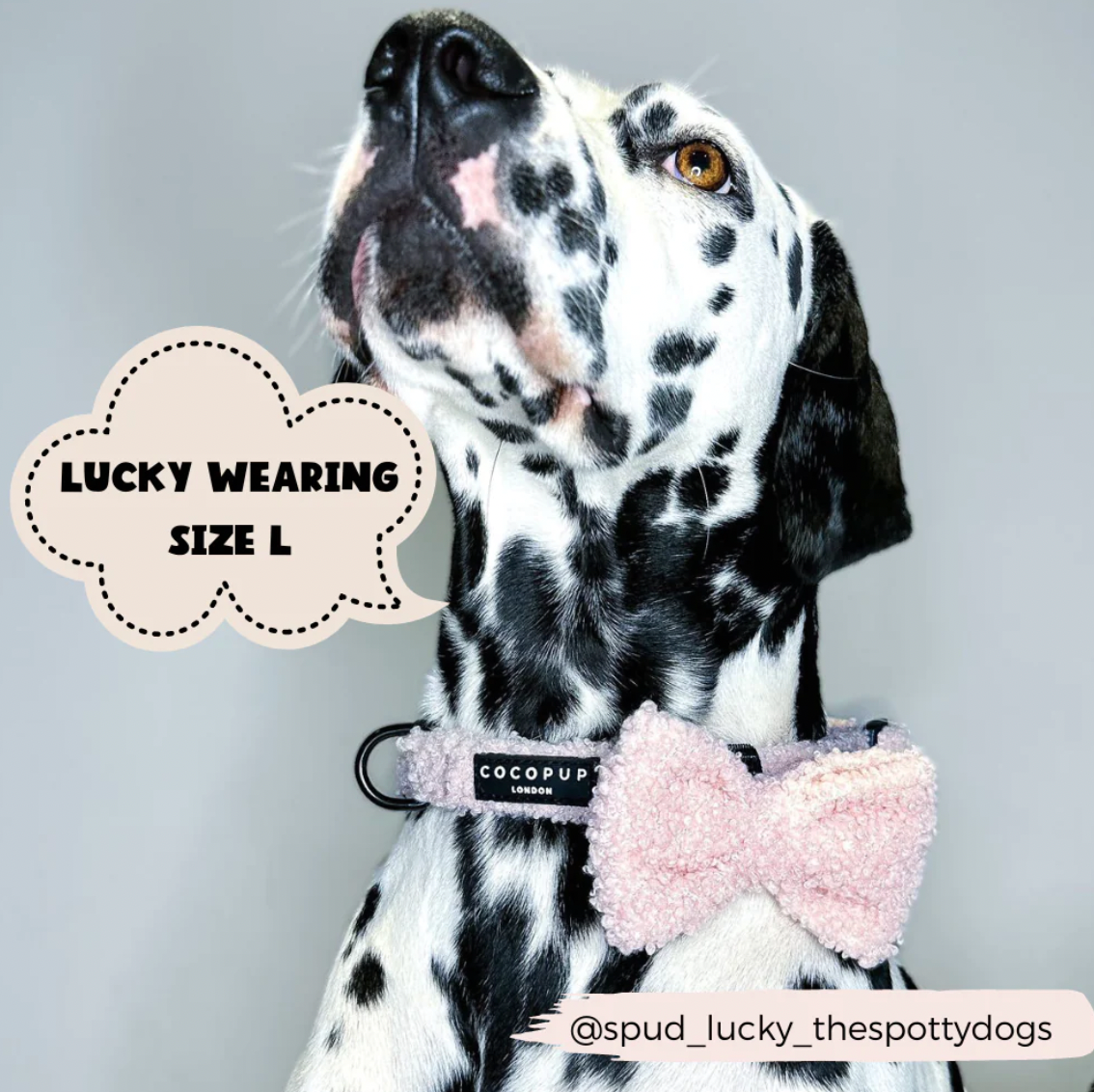 Cocopup London - Teddy Collar - Love-A-Lot