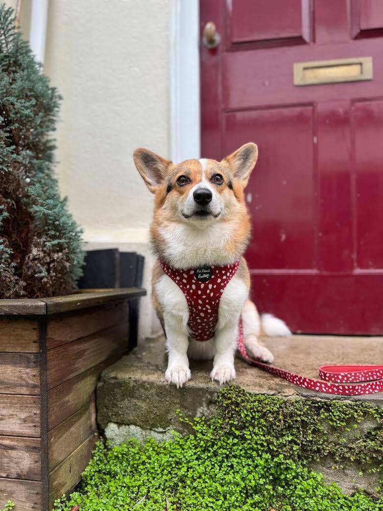 Pet Pooch Boutique - Poppy Toadstool Polkas Dog Lead - Reversible (red)
