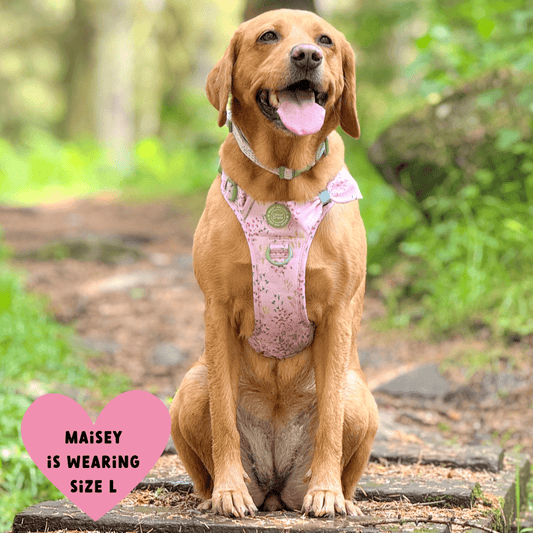 Bailey and Coco - Trail & Glow Dog Harness - COLOUR DROPS® - Pick Me