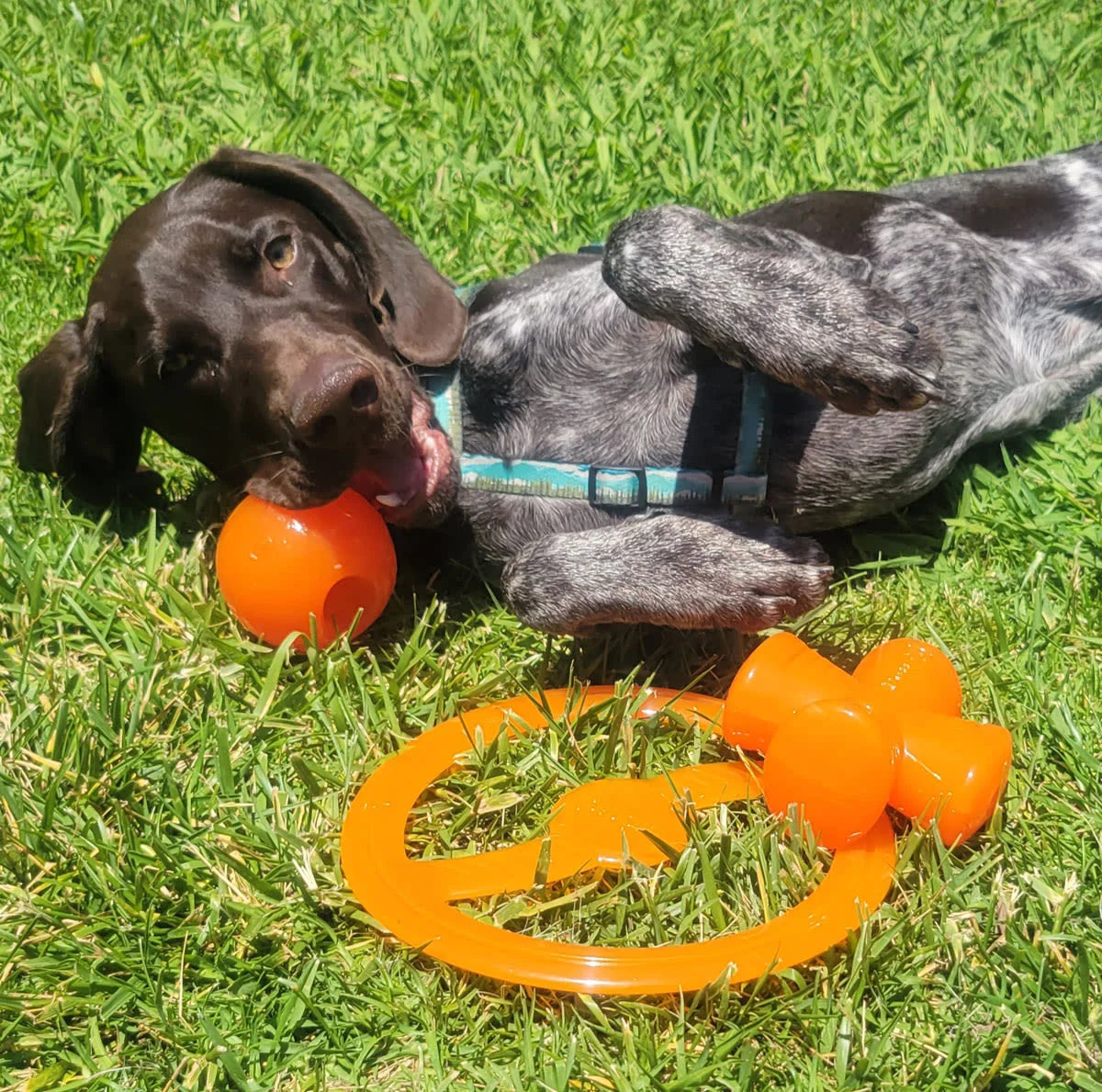 Bionic - Toss-n-Tug Ring