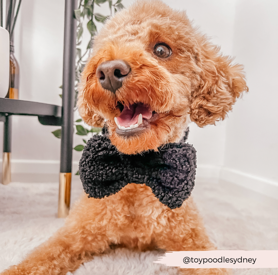 Cocopup London - Teddy Bow Tie - Baloo