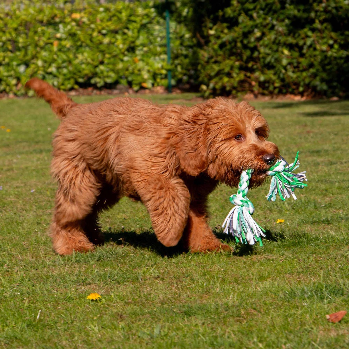 Ancol Pet Products - Large Multi-Coloured Rope