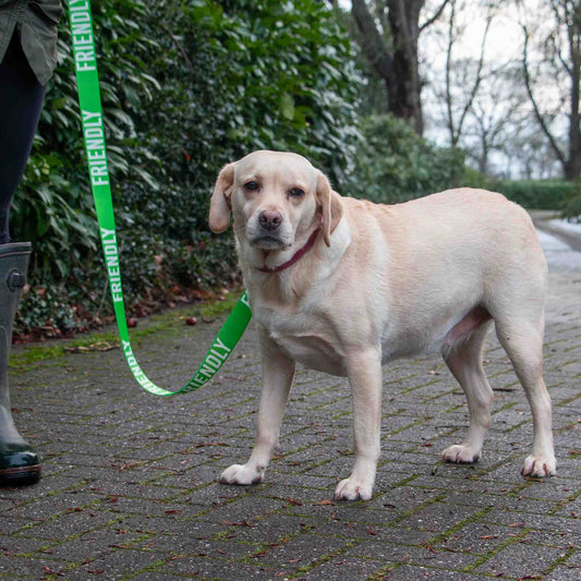 Ancol Pet Products Ltd - Awareness Training & Safety Dog lead 1.5m 'FRIENDLY'