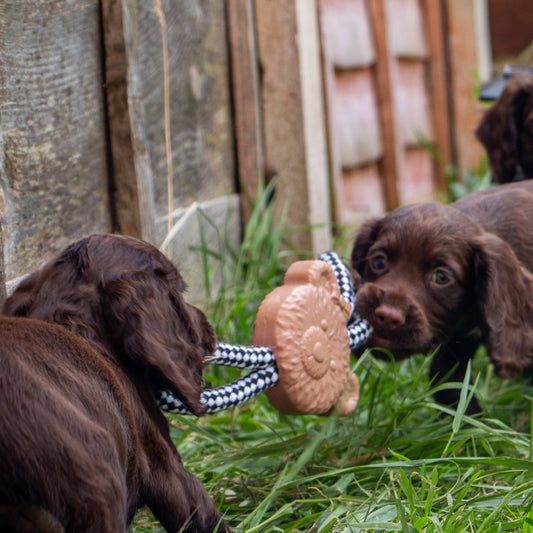 Ancol Pet Products Ltd - Small Bite Teether Tugger : Teddy