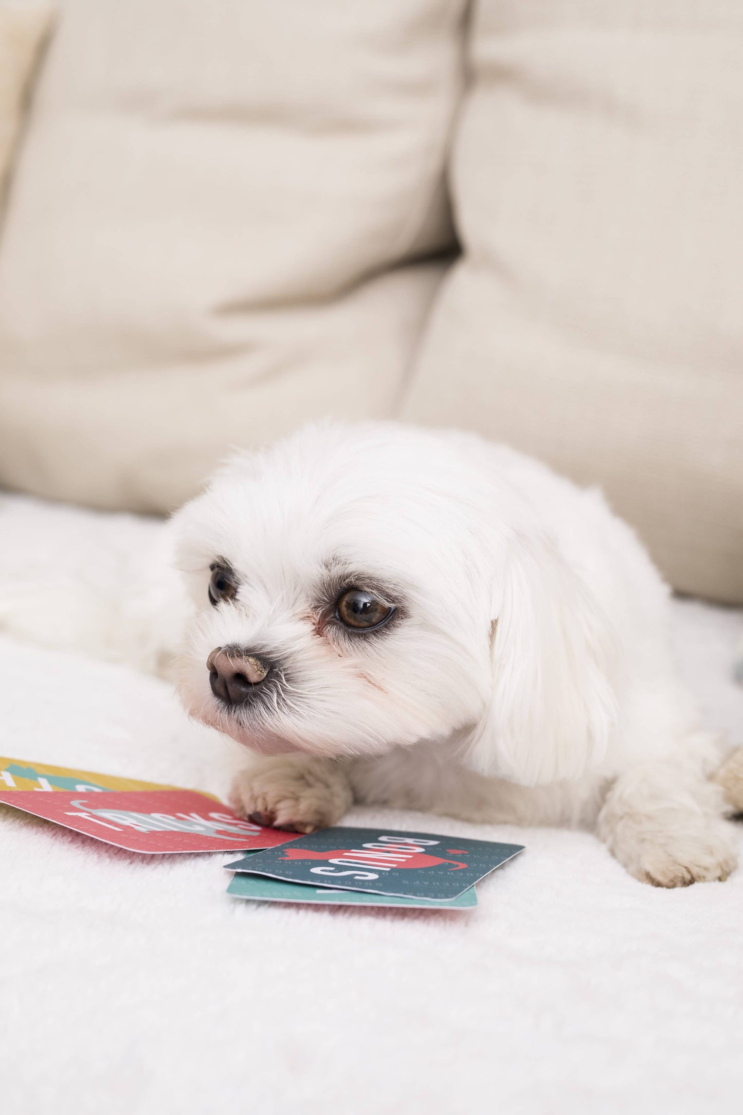 10 Tricks & Trivia Card Games in Display Unit | Dog Gifts