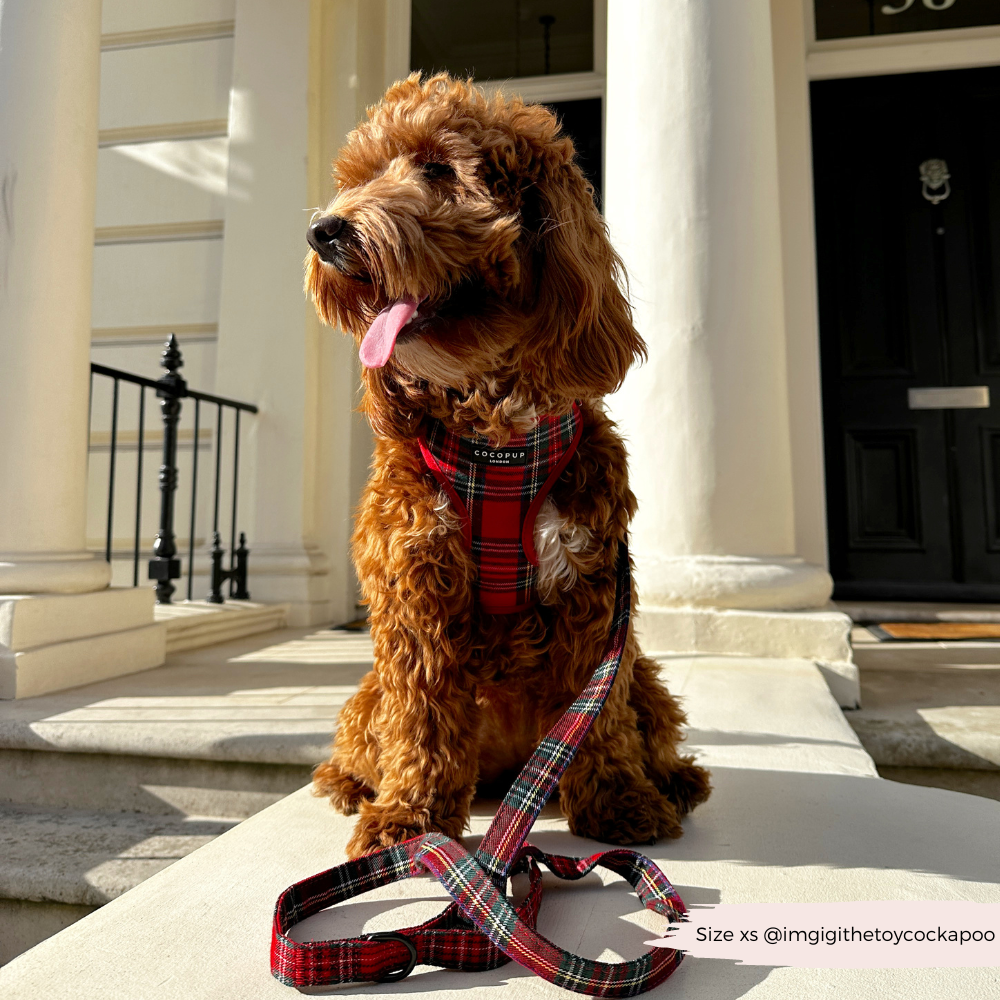 Cocopup London - Tartan Lead