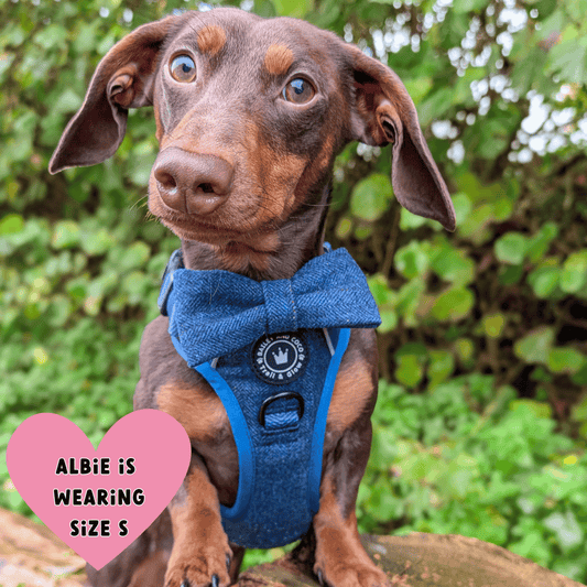Bailey and Coco - Trail & Glow Tweed Dog Harness - Sapphire Tweed
