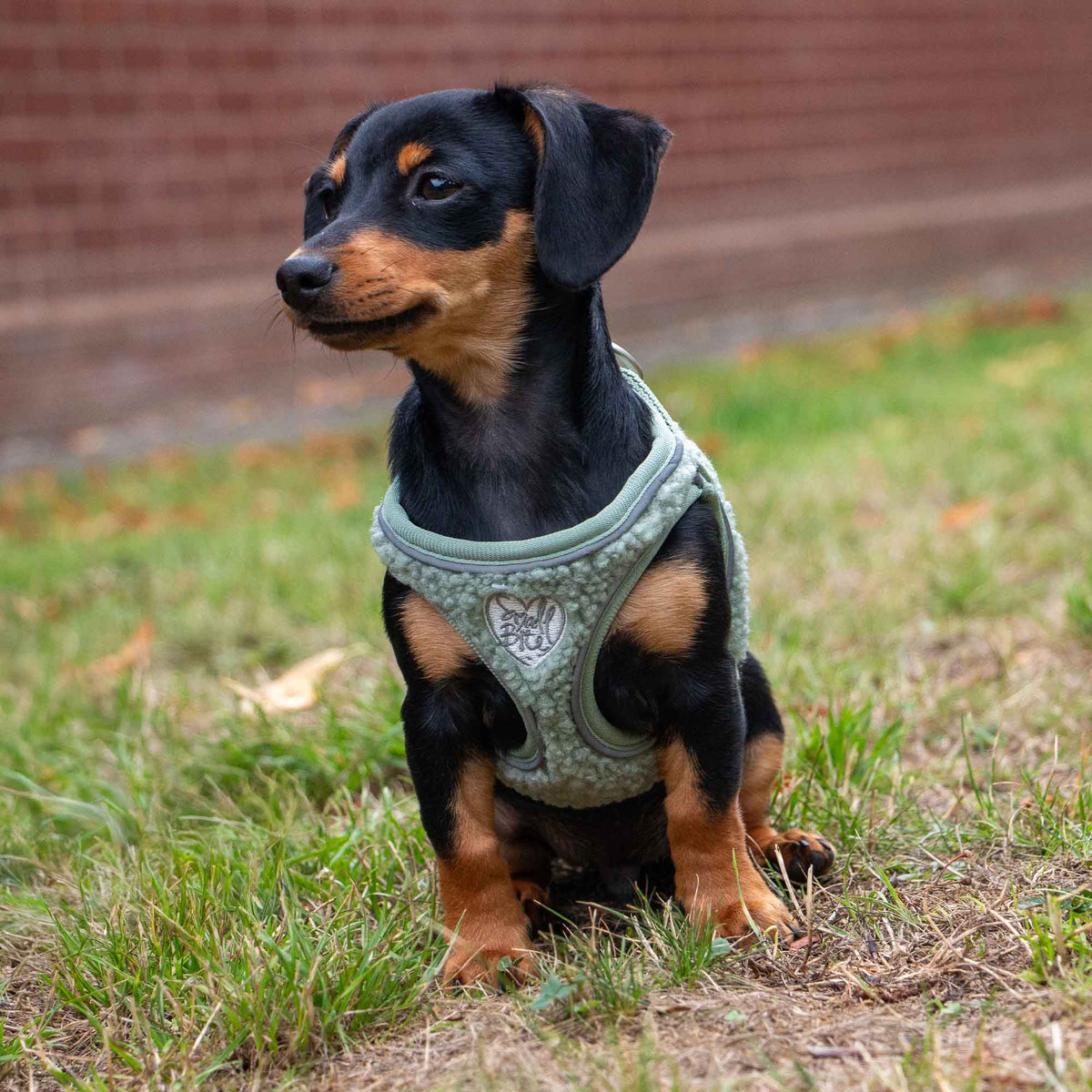 Ancol Pet Products Ltd - Teddy Bear Fleece Harness For Puppies & Small Dogs-SAGE
