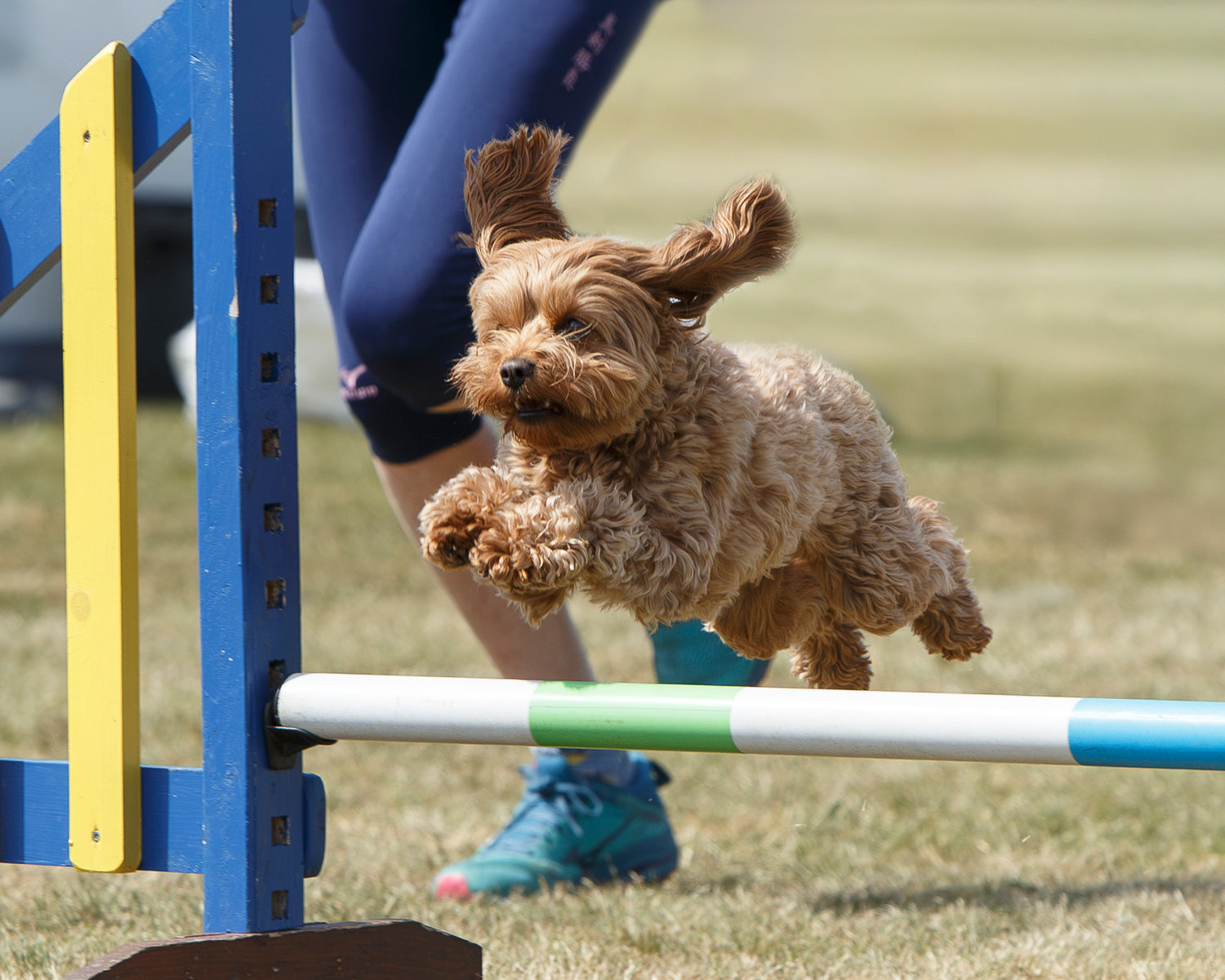 training and dog sports