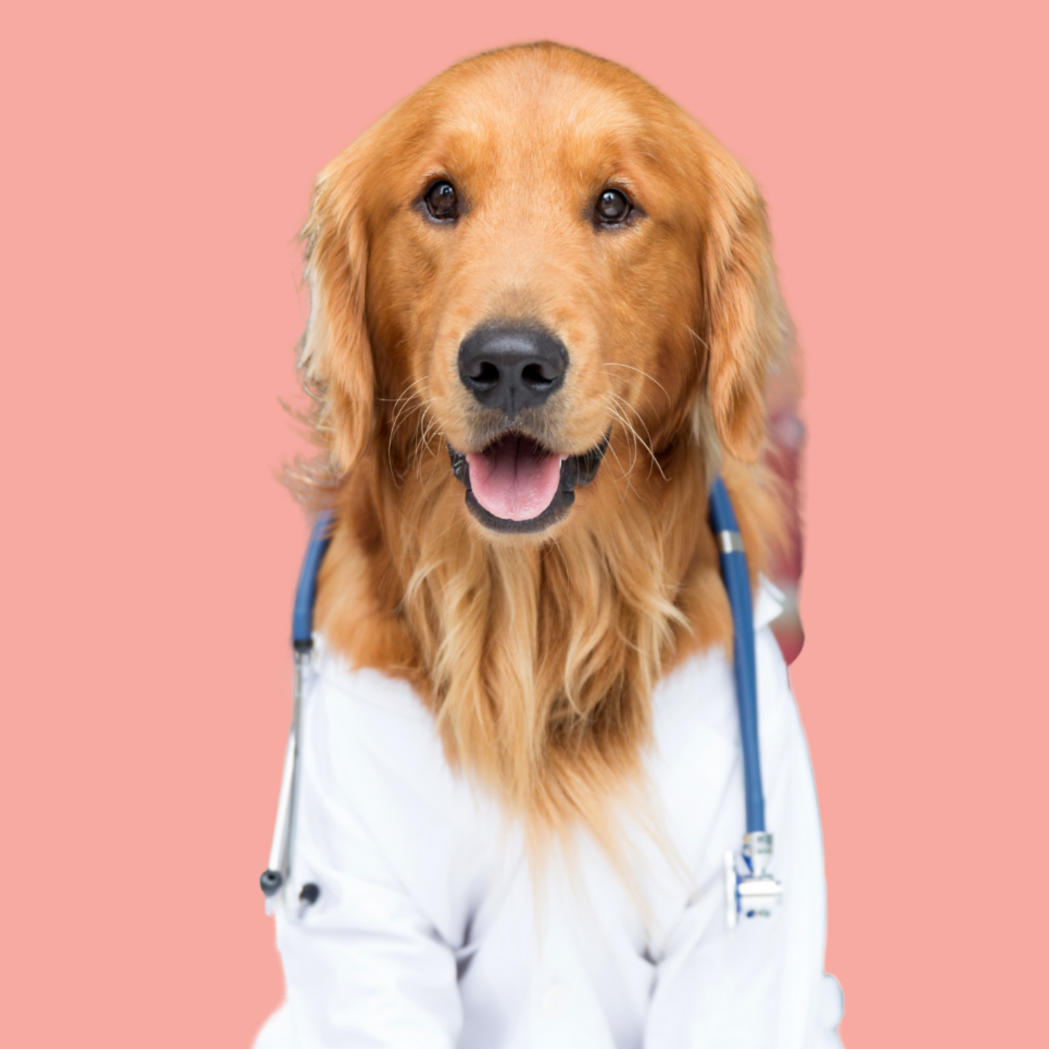 Health & Wellness