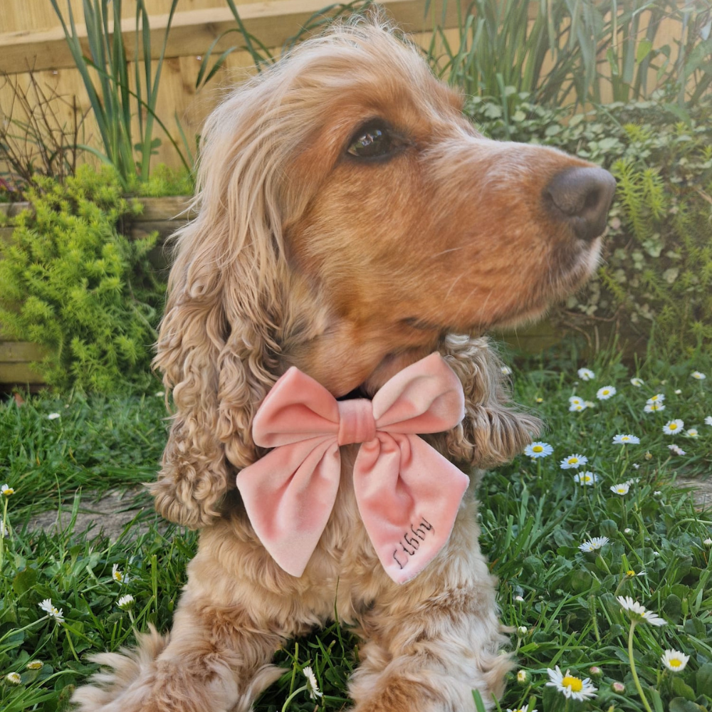 Cocopup London - Luxe Velvet Sailor Bow Tie - Baby Pink