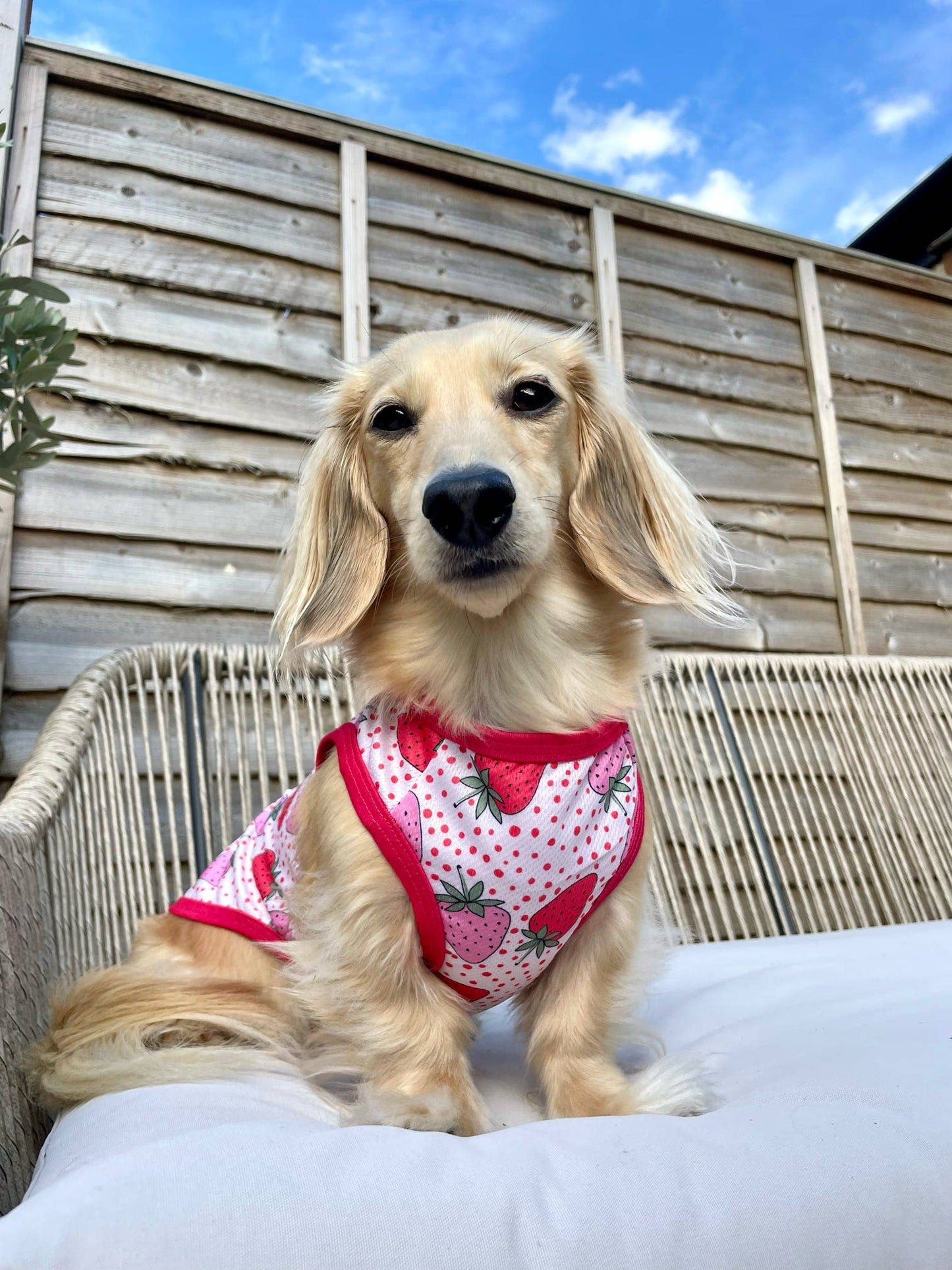 The Paw Print Boutique - The Sweet Strawberries Cooling Vest