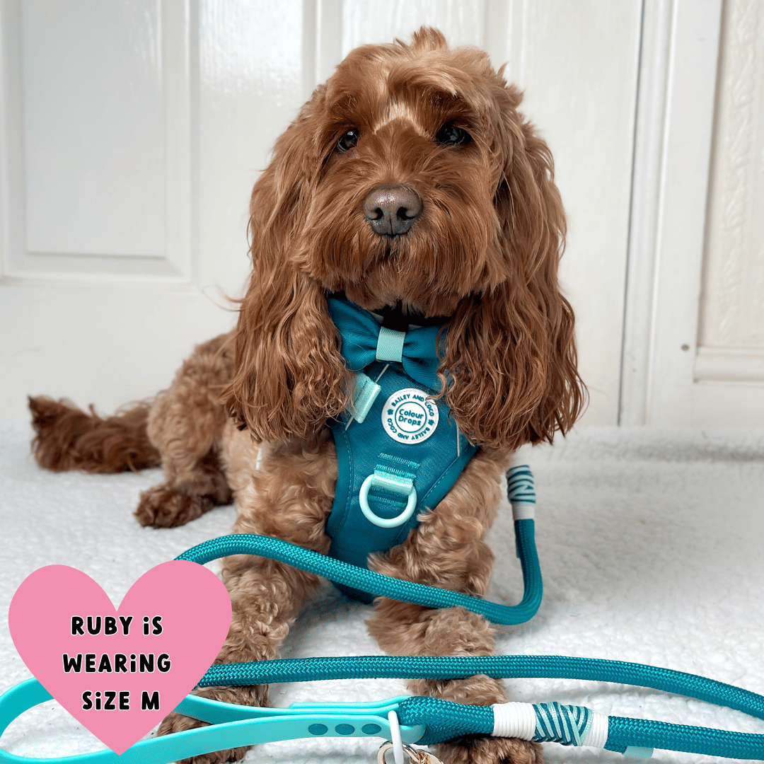 Bailey and Coco - Trail & Glow Dog Harness - COLOUR DROPS® - Ice Teal