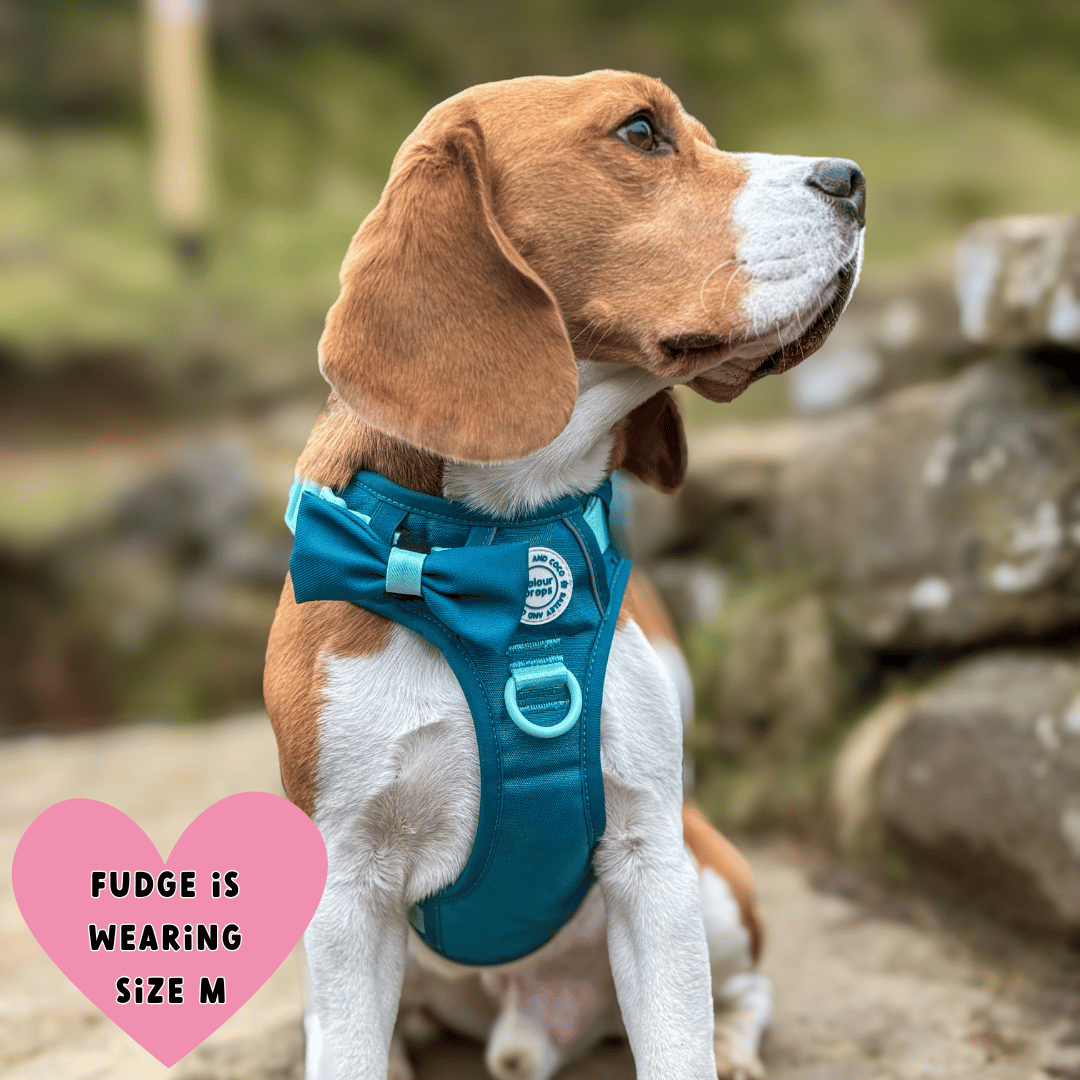 Bailey and Coco - Trail & Glow Dog Harness - COLOUR DROPS® - Ice Teal