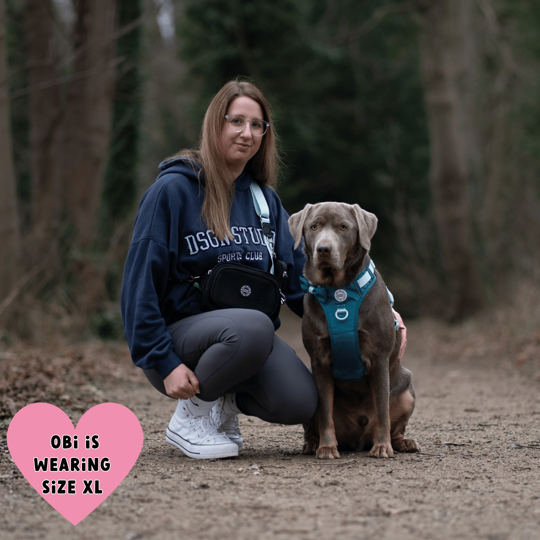 Bailey and Coco - Trail & Glow Dog Harness - COLOUR DROPS® - Ice Teal