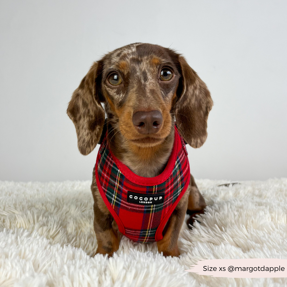 Cocopup London - Tartan Adjustable Neck HARNESS