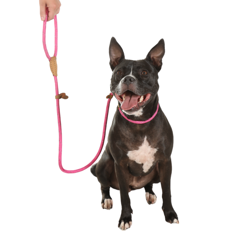 Dog Slip Lead