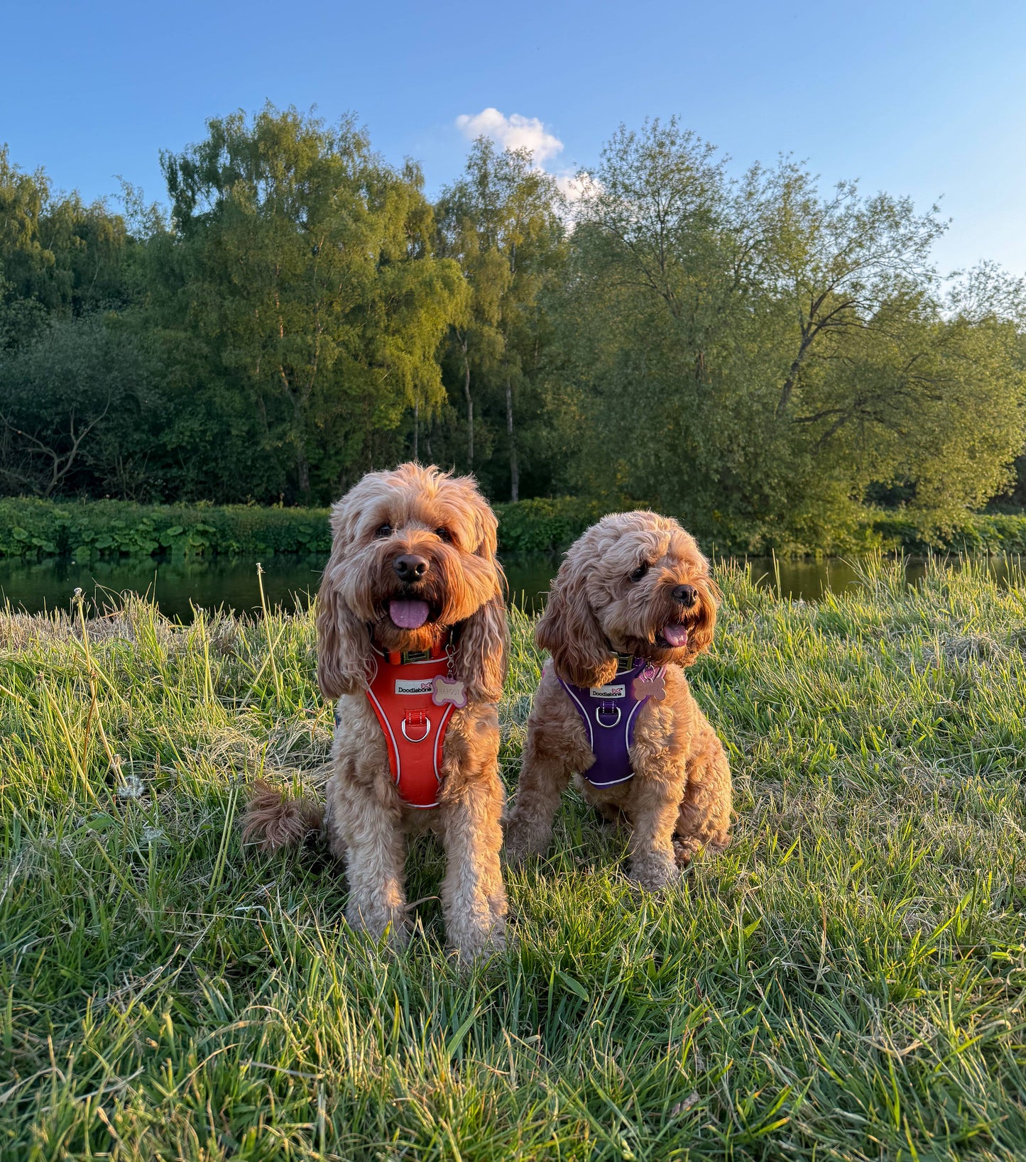 Doodlebone - Adjustable Airmesh Dog Harness