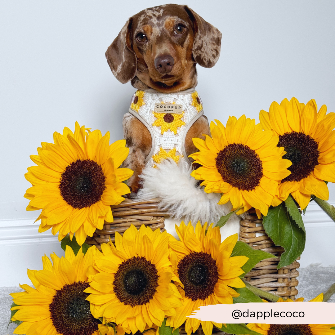 Cocopup London - Sunflower Patch Adjustable Neck Harness