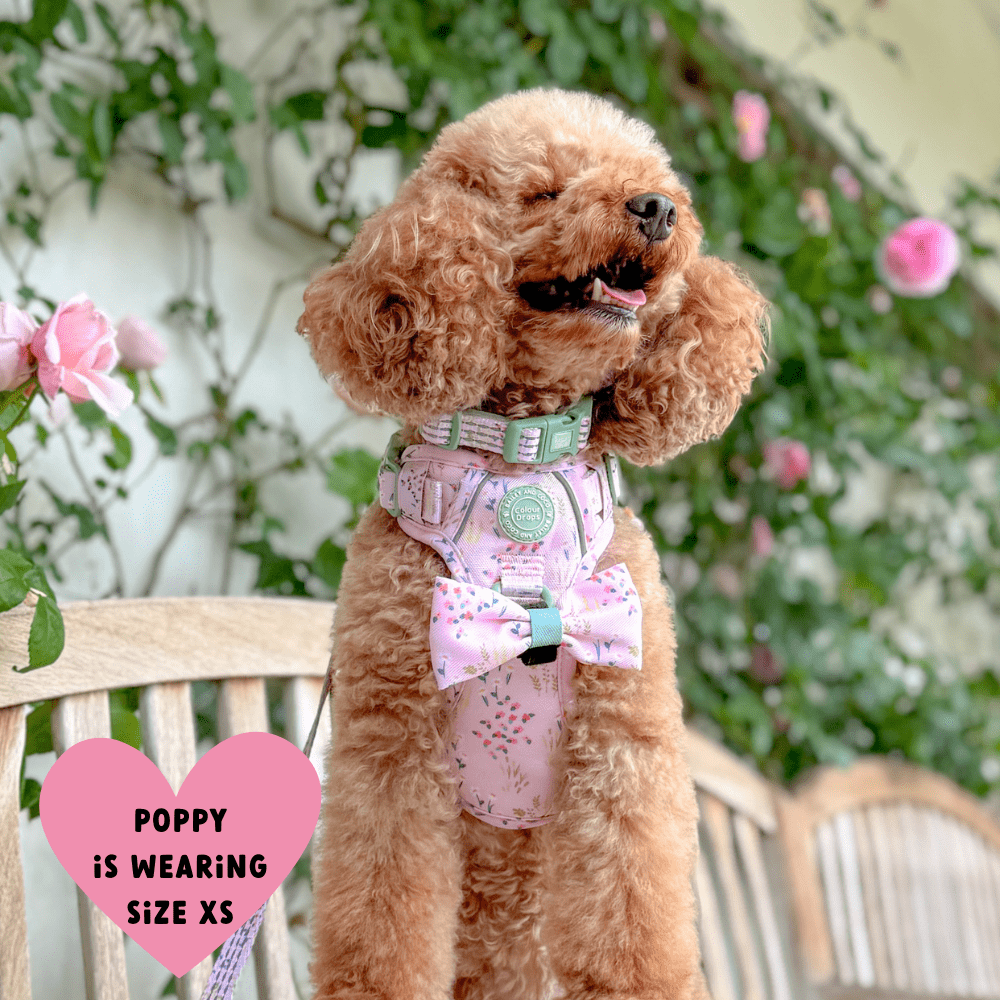 Bailey and Coco - Trail & Glow Dog Harness - COLOUR DROPS® - Pick Me