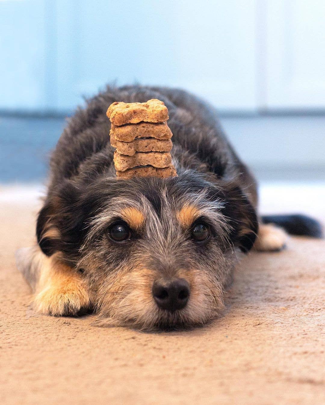 BrewBix Dog Treats (Large)