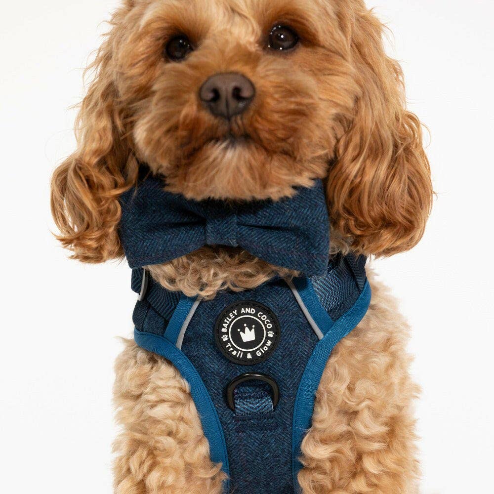 Bailey and Coco - Trail & Glow Tweed Dog Harness - Sapphire Tweed