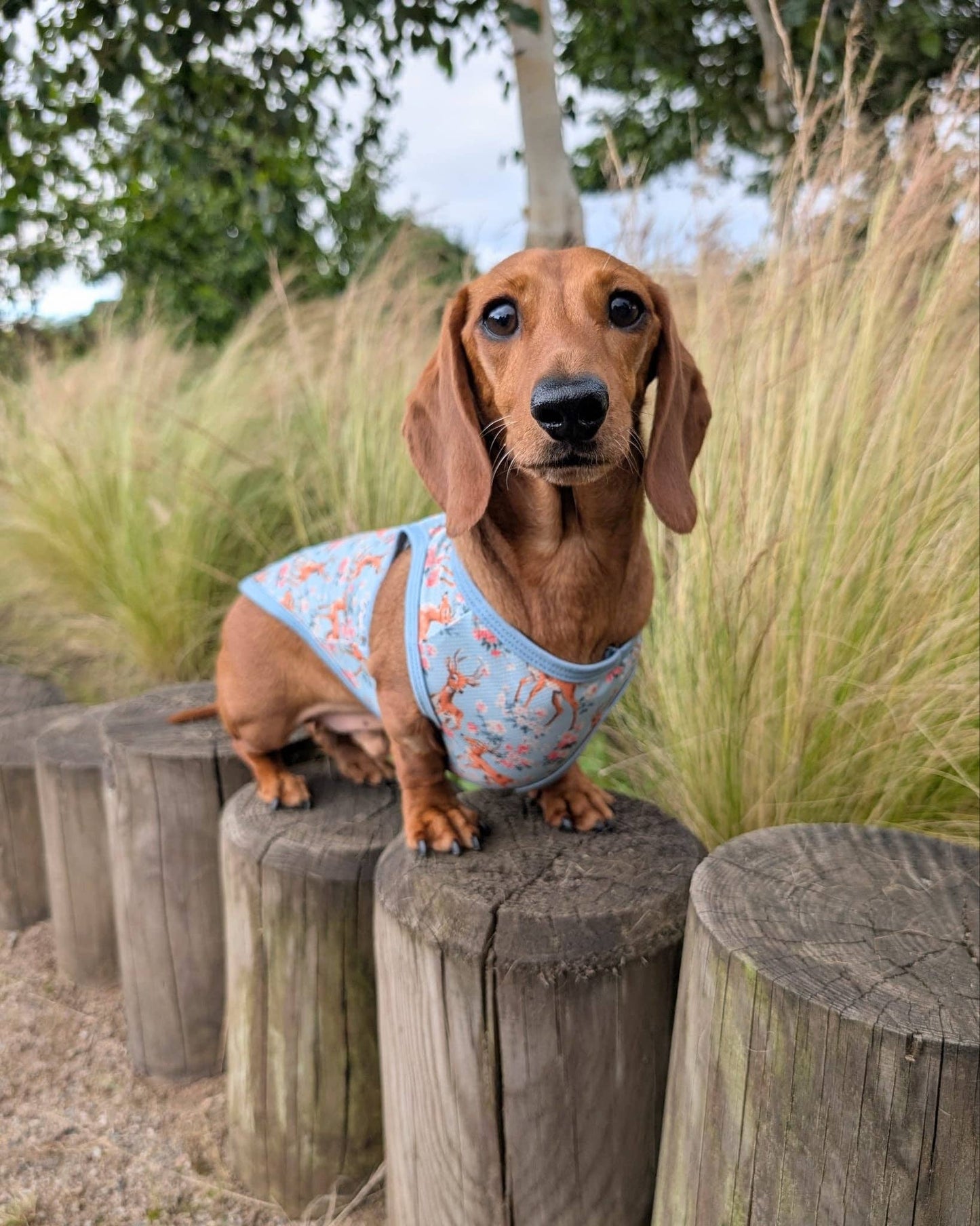 The Paw Print Boutique - Bambi in Bloom Cooling Vest