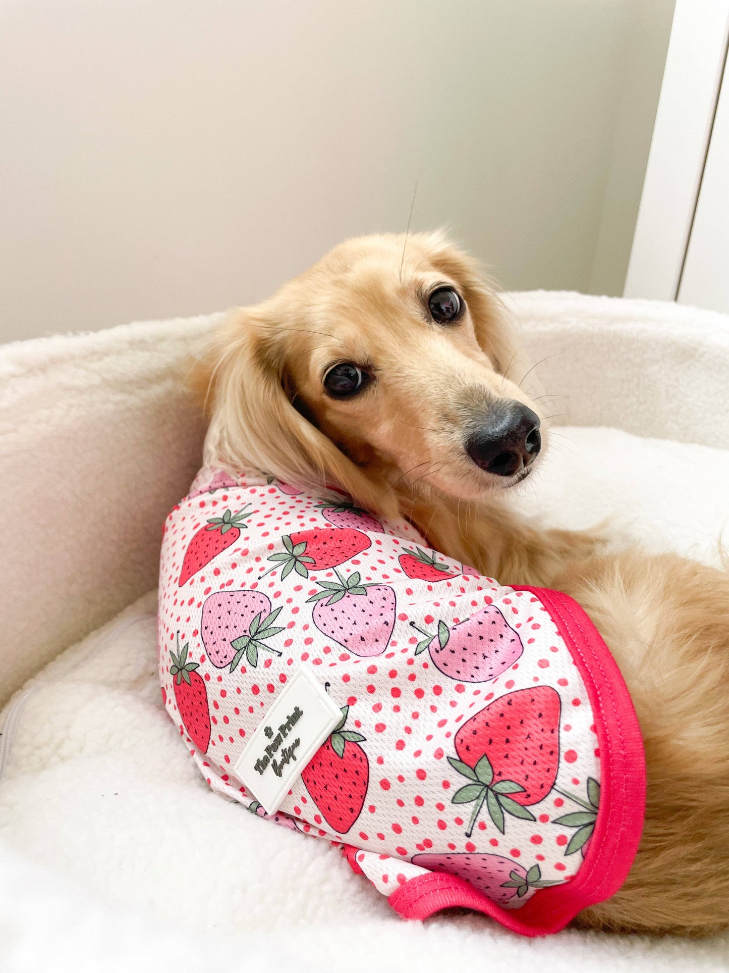 The Paw Print Boutique - The Sweet Strawberries Cooling Vest