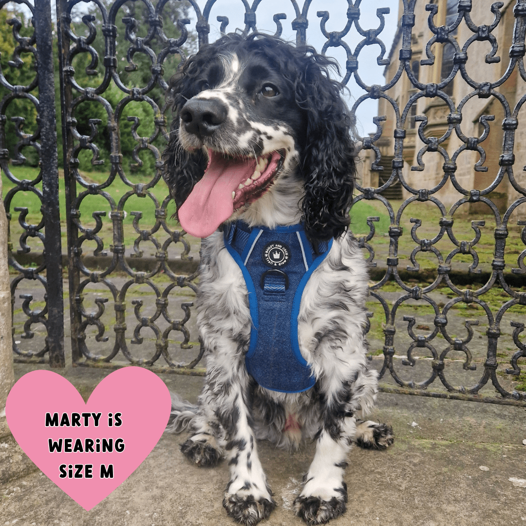 Bailey and Coco - Trail & Glow Tweed Dog Harness - Sapphire Tweed