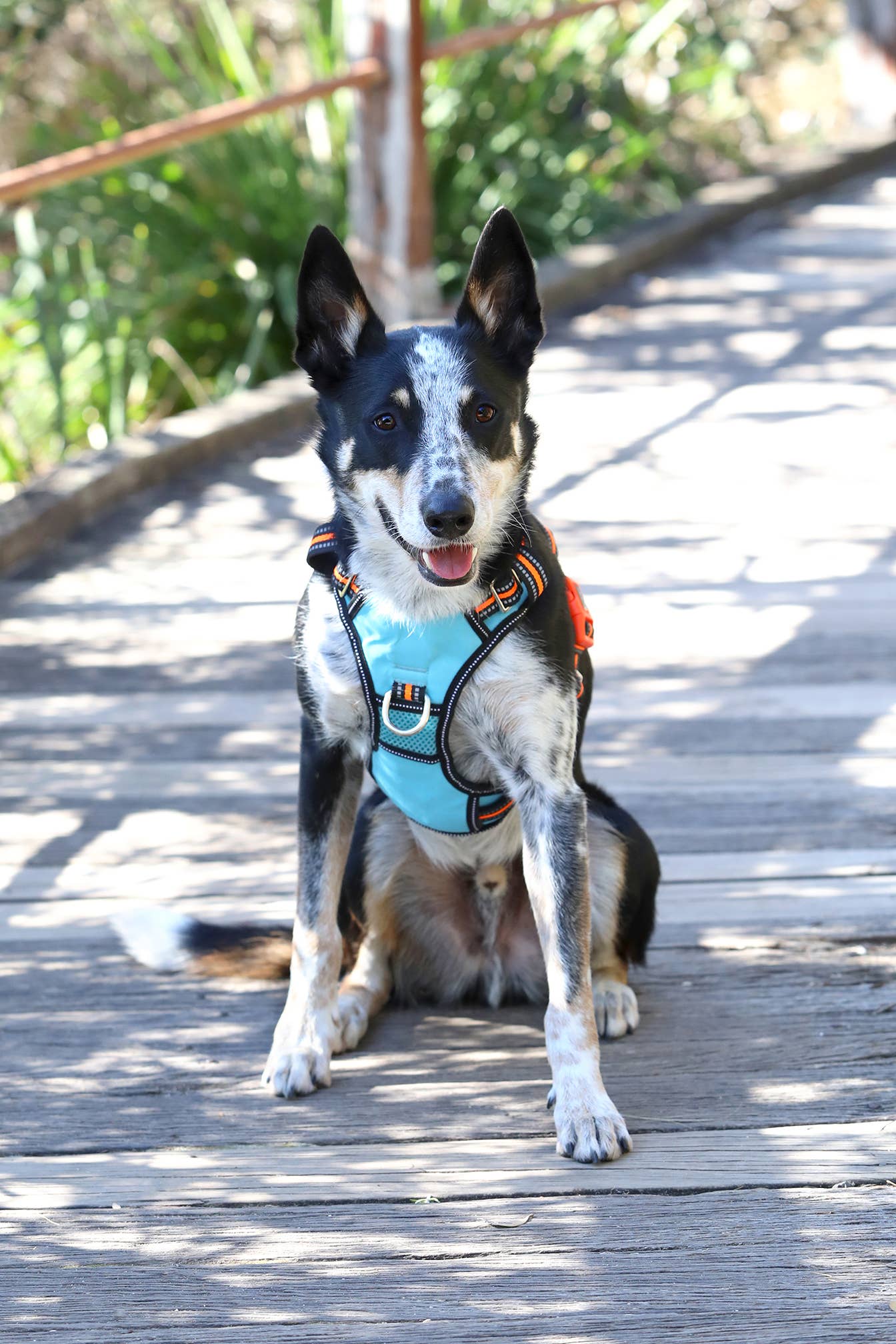 IGSM LTD - DOOG Neotech Dog Harness - RINTIN- XL