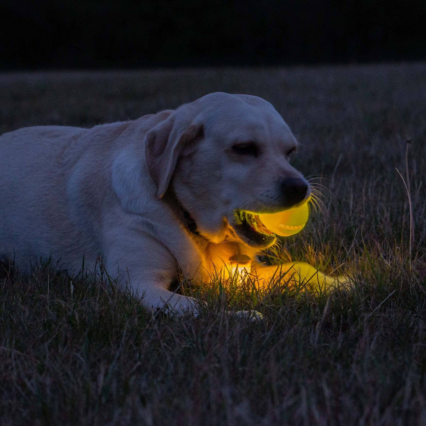 Ancol Pet Products Ltd - Rechargeable LED Dog Ball