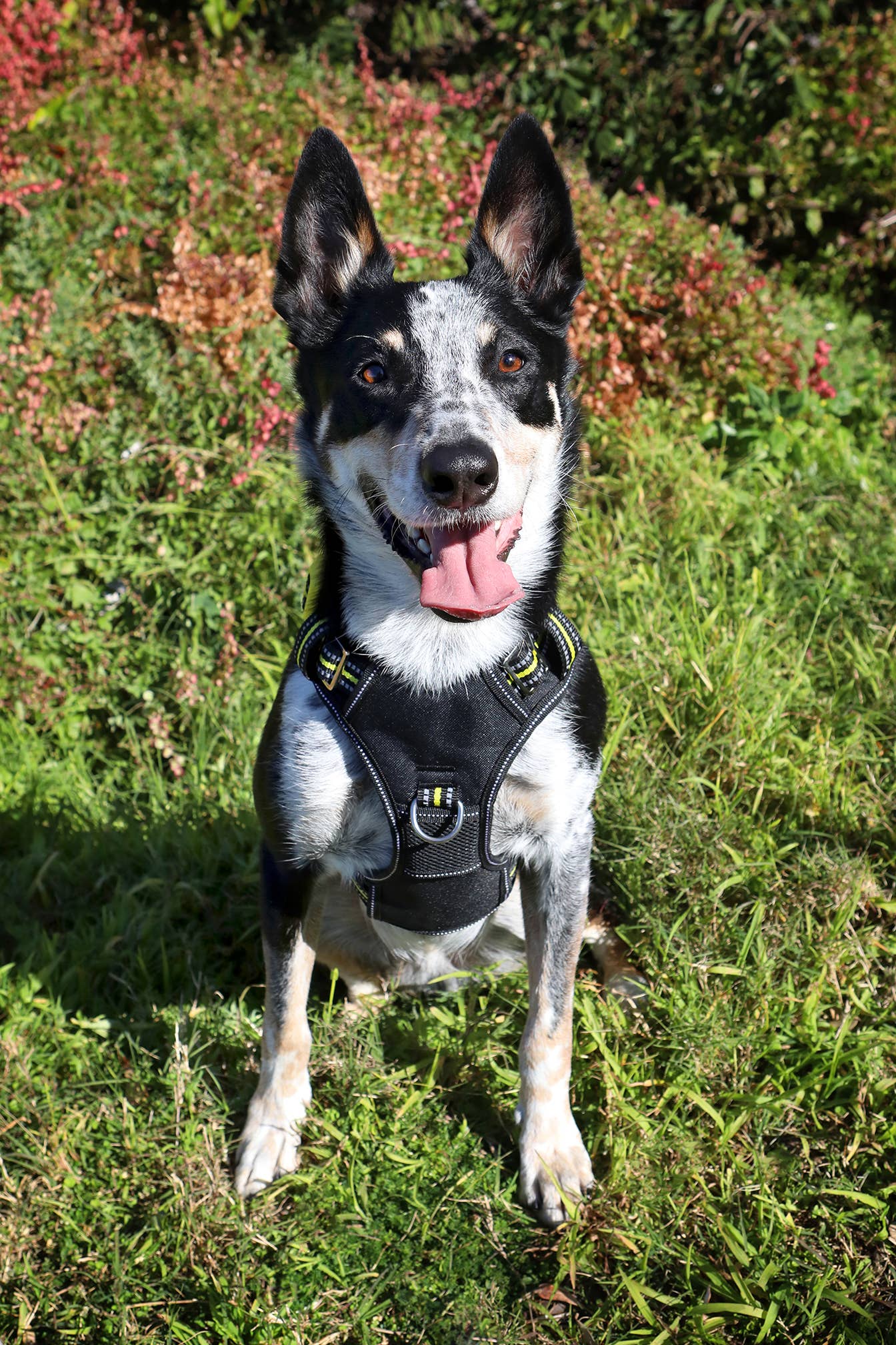 IGSM LTD - DOOG Neotech Dog Harness - BOLT- LARGE