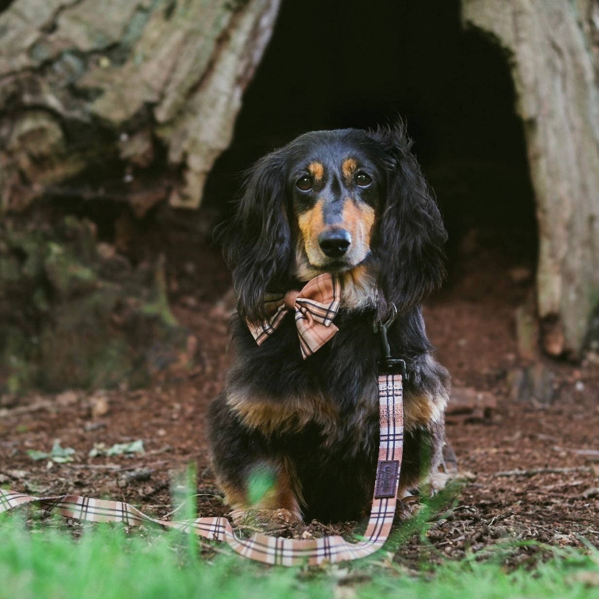 The aDoraBle Pooch Company - Dog Sailor Bow Tie - Heritage Butterscotch Biscuit