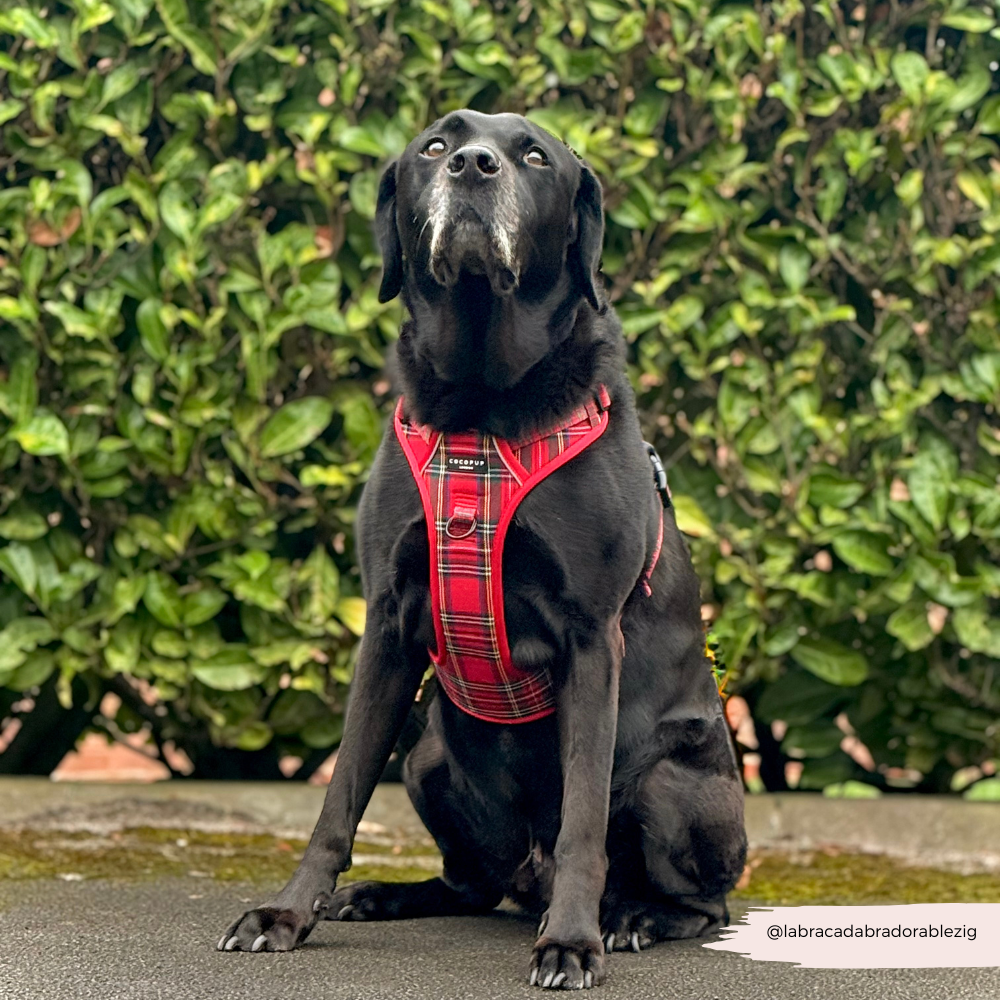 Cocopup London - Explore Harness - Tartan