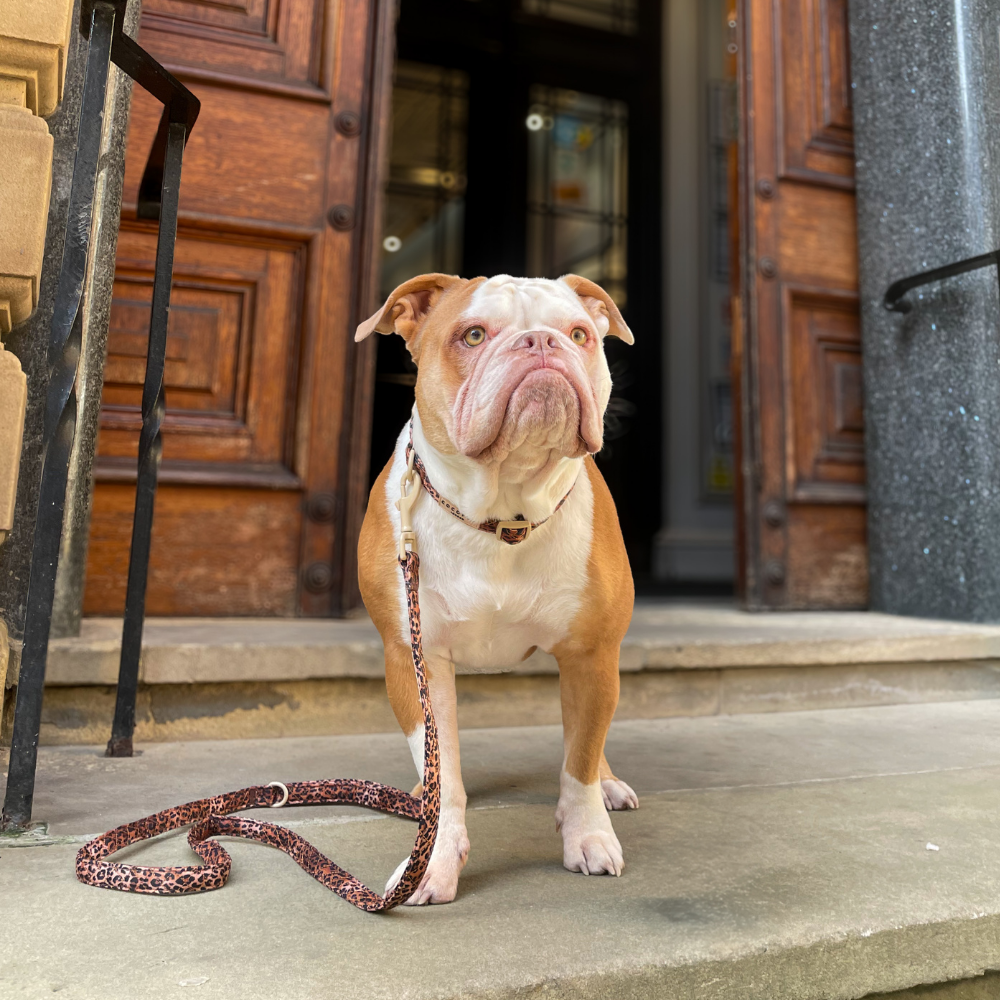 Cocopup London - Quilted Leopard Pup Lead