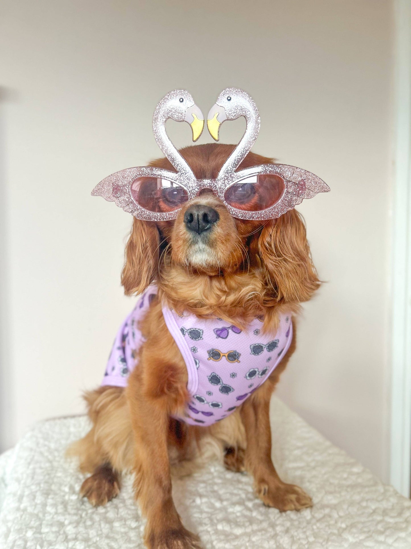 The Paw Print Boutique - The Sassy Sunnies Cooling Vest