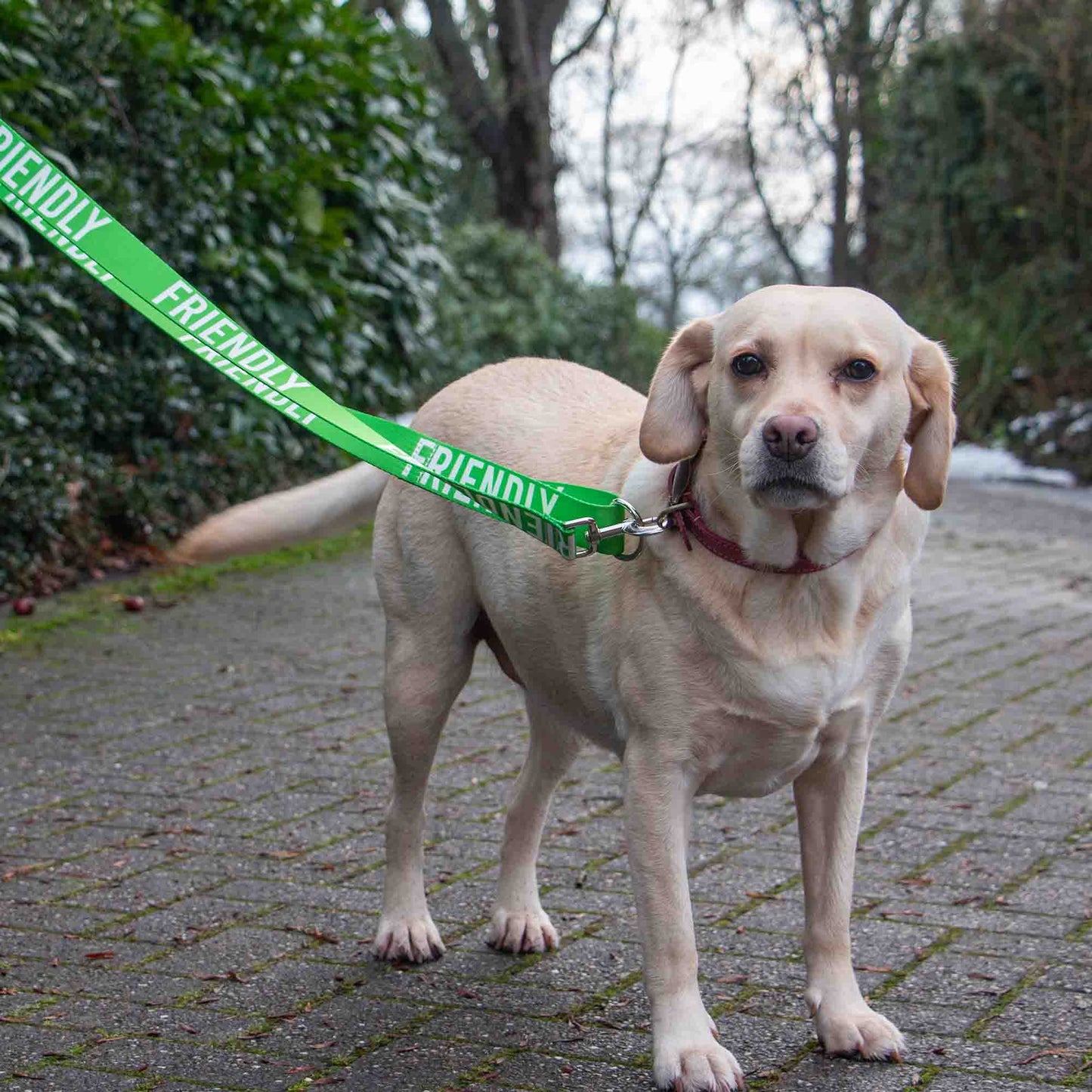 Ancol Pet Products Ltd - Awareness Training & Safety Dog lead 1.5m  'FRIENDLY'