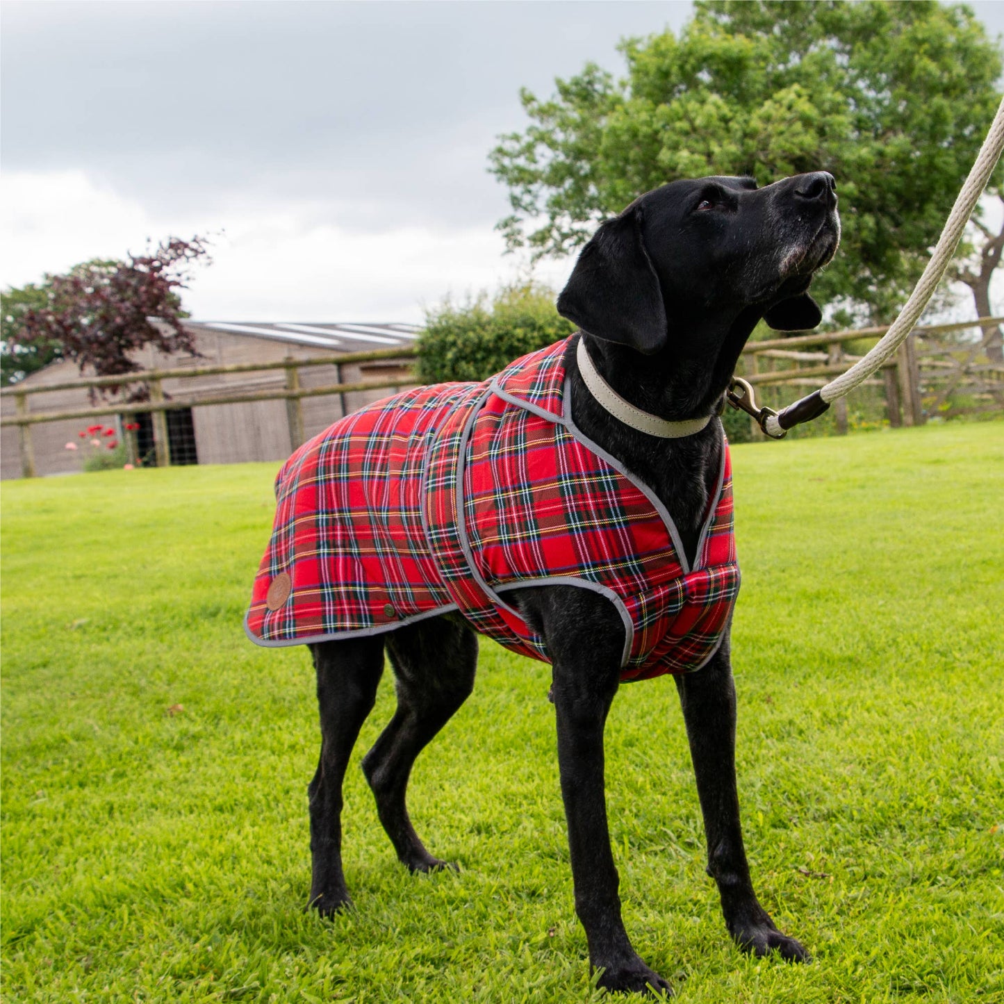 Ancol Pet Products Ltd - Heritage Wax Highland Tartan Coat XS-XL